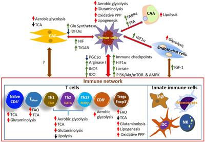 Frontiers | Metabolic Cooperation And Competition In The Tumor ...